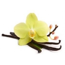 Vainilla